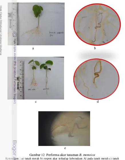 Gambar 12  Performa akar tanaman B. monoica 