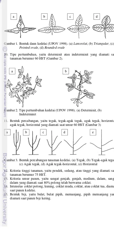 Gambar 1. Bentuk daun kedelai (UPOV 1998). (a) Lanceolat, (b) Triangular, (c) 