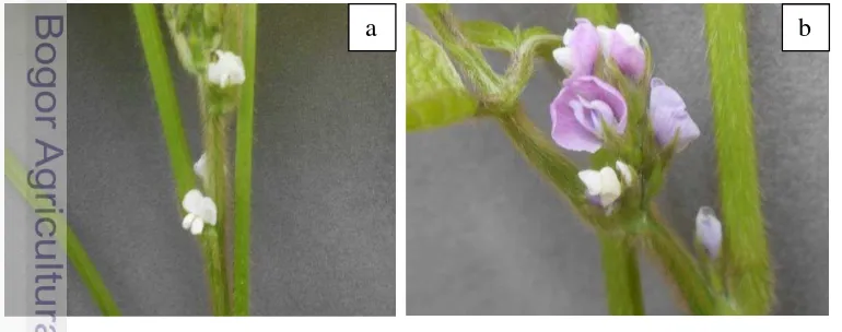 Gambar 6. Warna bunga kedelai (a) Putih (b) Ungu 