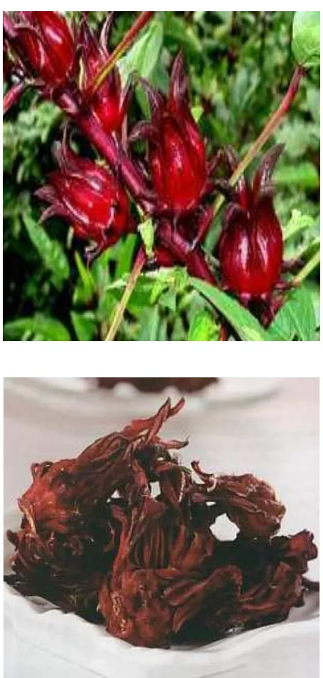Gambar IV.1 Tumbuhan Bunga Rosella (Hibiscus sabdariffa L.) 