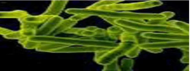 Gambar 2.1 Mycobacterium tuberculosis 
