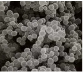 Gambar 2.1  Bakteri Staphylococcus aureus 