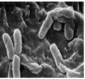 Gambar 2.3  Bakteri Pseudomonas aeruginosa 