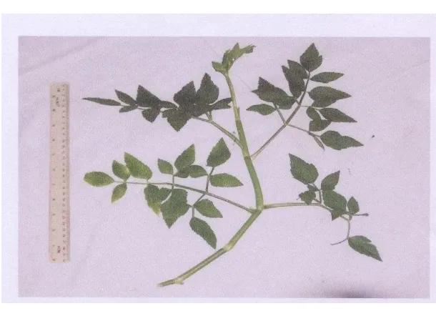Gambar IV.2 bagian tanaman Oenanthe javanica DC. 