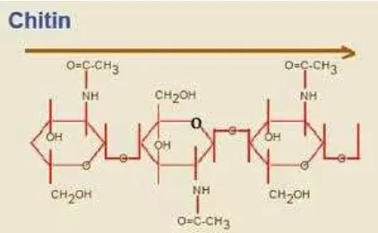 Gambar 2.3  Struktur Kimia Kitin 