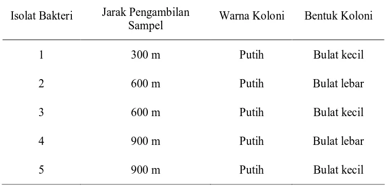 Tabel 4.1 Hasil Pengamatan Morfologi Koloni Bakteri Air Laut dari Pantai      Pondok Bali  