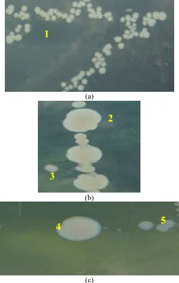 Gambar 4.1 Koloni bakteri air laut dari Pantai Pondok Bali                    (a) Jarak 300 m (b) Jarak 600 m (c) Jarak 900 m  