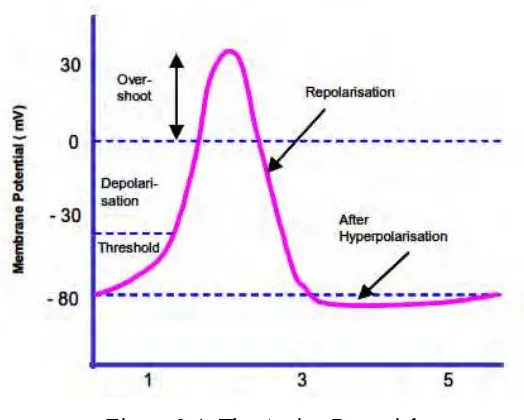 Figure 2.4: The Action Potential 