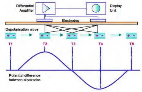 Figure 2.6: The model of a wandering electrical dipole on muscle fiber membranes 