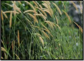 Figure 2.1: Reed Grass (Imperata Cylindrica)                 (Source: Troya M. T. 2009) 