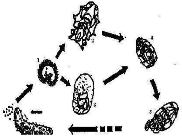 Gambar 3. Siklus Hidup Teripang di Perairan (Shokita et al, 1993)