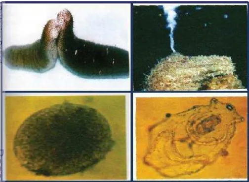 Gambar 4. Proses Terjadinya Reproduksi Teripang Sampai Menjadi Larva (searahjarum jam) (Martoyo et al