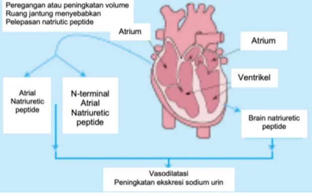 Gambar 2. Peran Natriuretic Peptide pada  Gagal Jantung 