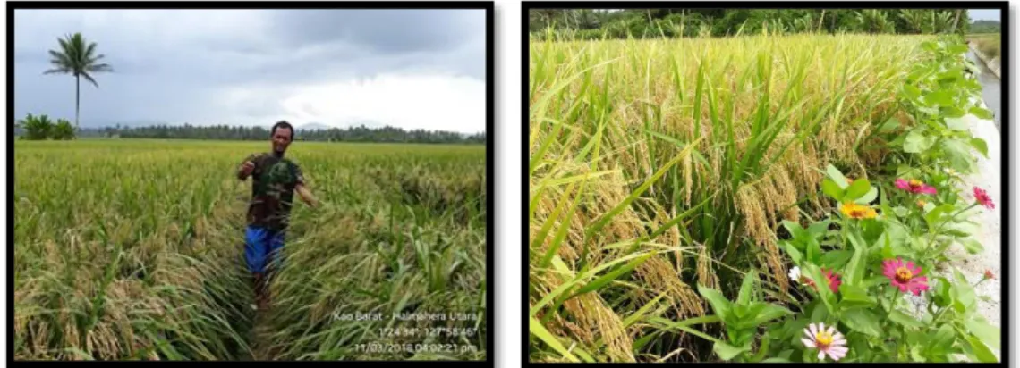Gambar 3.2. Teknologi padi TARO di Kecamatan Kao Barat, Halmahera Utara 