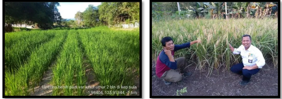 Gambar 3.3. Teknologi padi gogo di Kabupaten Kepulauan Sula dan Halmahera  Utara 