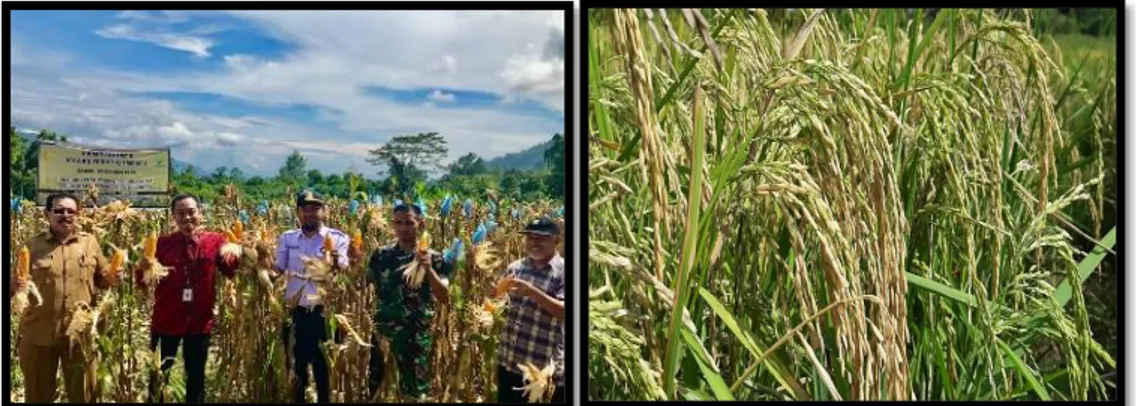 Gambar 3.4. Pergiliran Tanaman jagung-Padi di Bacan, Halmahera Selatan  