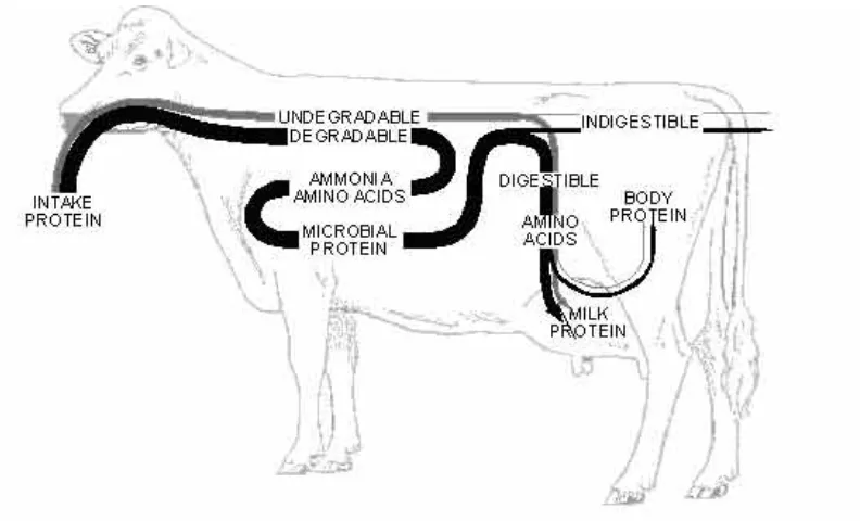 Gambar 7.Aliran protein pada sapi laktasi. (Dairy Research & Technology       Centre, University of Alabama)
