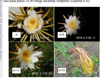 Gambar 6 Perkembangan bunga  H. costaricensis: (A) bunga membuka,                   (B)  membuka penuh, (C) layu, D) menutup 