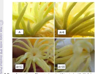 Gambar 8 Pembentukan buah H. costaricensis: (A) bunga yang berhasil 