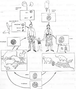 Gambar 2. Daur hidup Toxoplasma gondii, sumber infeksi pada manusia (frenkel, 1989)  
