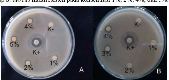 Gambar 4. Hasil uji aktivitas antibakteri minyak atsiri kulit kayu lawang (A) dan rimpang temu putih  (B) terhadap bakteri P