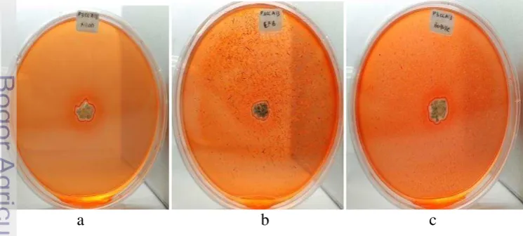 Gambar 1 Pembentukan zona bening isolat Streptomyces sp. (P3CCA13) dalam 