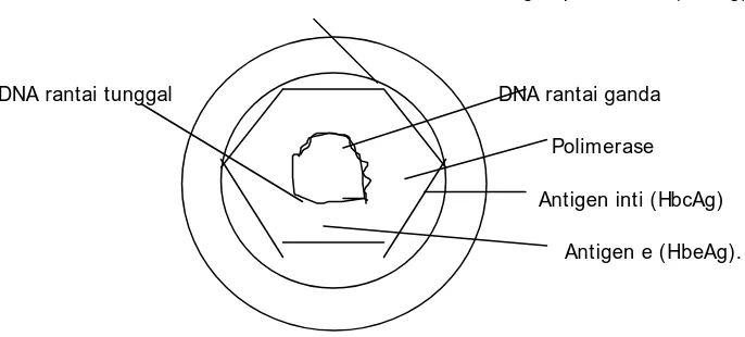 Gambar 1 : Struktur virus  