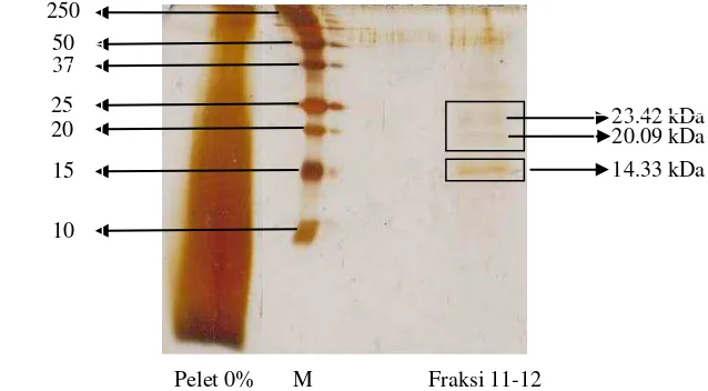 Gambar 4.2 Bobot molekul protein kapang X. psidii KT30 