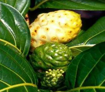 Gambar 6. Buah Mengkudu (Morinda citrifolia) (Scot, 2003). 