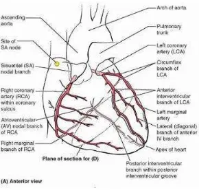 Gambar 7: Arteri Koronaria dari Arah Anterior (Moore, 2010). 