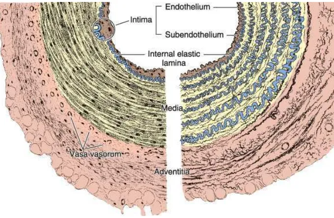 Gambar 9:  Gambaran Histologis Arteri Koronaria (Mescher, 2010). 