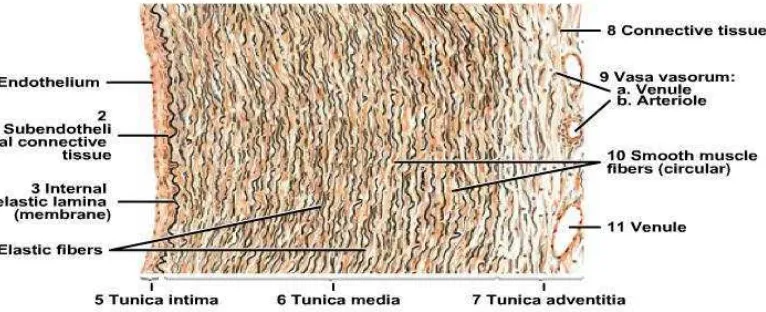 Gambar 10. Gambaran Skematis Arteri koronaria (Eroschenko, 2010). 