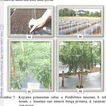 Gambar 5  Kegiatan penanaman cabai: a. Pembibitan tanaman, b. lahan siap 