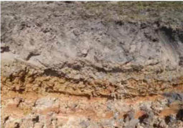 Gambar 9. Profil tanah blok B05 dan  B06 Divisi VII (Bahulin)  Pembuatan    rorak    (silt    pit)    yang   dilakukan    di    blok    B05    dan    B06  diharapkan  mampu  memperbaiki  sifat  tanah  melalui  sedimentasi