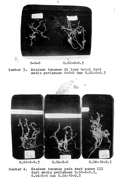 Gambar 4. Keadaan tanaman pada Saat panen I11 