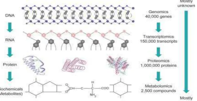 Gambar 7. Dogma sentral biologi molekular (18) 