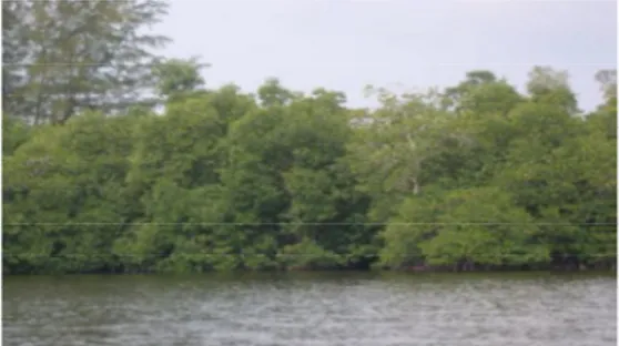 Gambar 6. Mangrove di Kota Singkil 