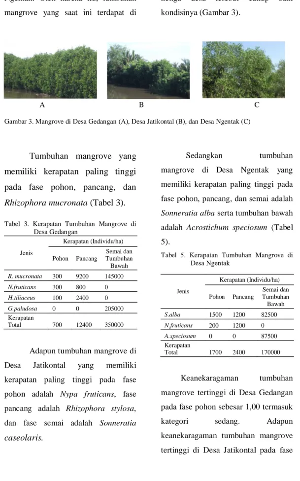 Gambar 3. Mangrove di Desa Gedangan (A), Desa Jatikontal (B), dan Desa Ngentak (C) 