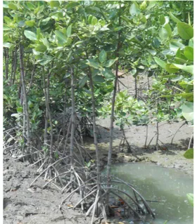 Gambar 8 Bibit mangrove yang di tanam di sekitar tambak warga dengan cara ditancapkan ke tanah yang berlumpur dan tumbuh menjadi mangrove dewasa.