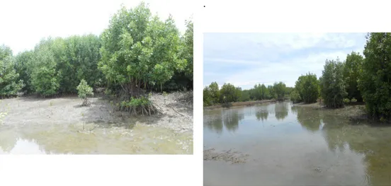 Gambar 1. Salah satu ekosistem mangrove yang terdapat di lokasi penelitian Sebaran Mangrove di Lokasi Penelitian