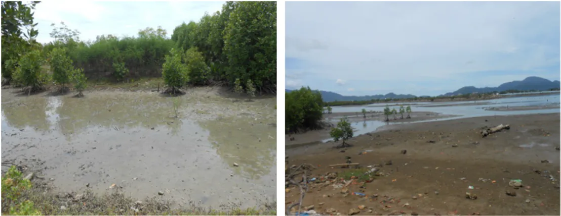 Gambar 4. Salah satu subtrat tanah yang terdapat di ekosistem mangrove Berdasarkan   pengamatan   lapangan,