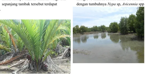 Gambar 5. Salah satu zonasi hutan mangrove di lokasi penelitian Pada   Undang-Undang   nomor   5   tahun