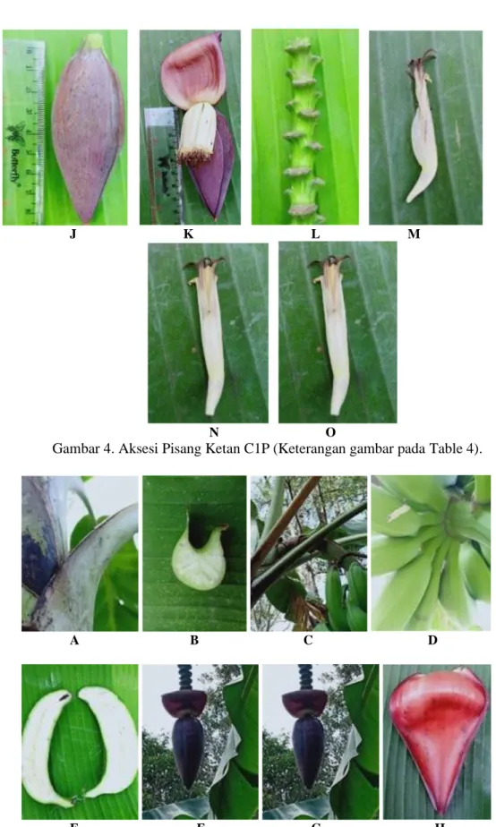 Gambar 4. Aksesi Pisang Ketan C1P (Keterangan gambar pada Table 4). 