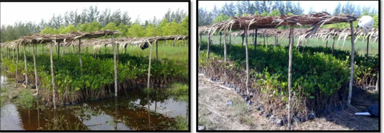 Gambar 2a. Pemantauan persemaian saat      Gambar 2b. Pemantauan persemaian saat               mangrove tergenang pasang                    mangrove tidak tergenang pasang 