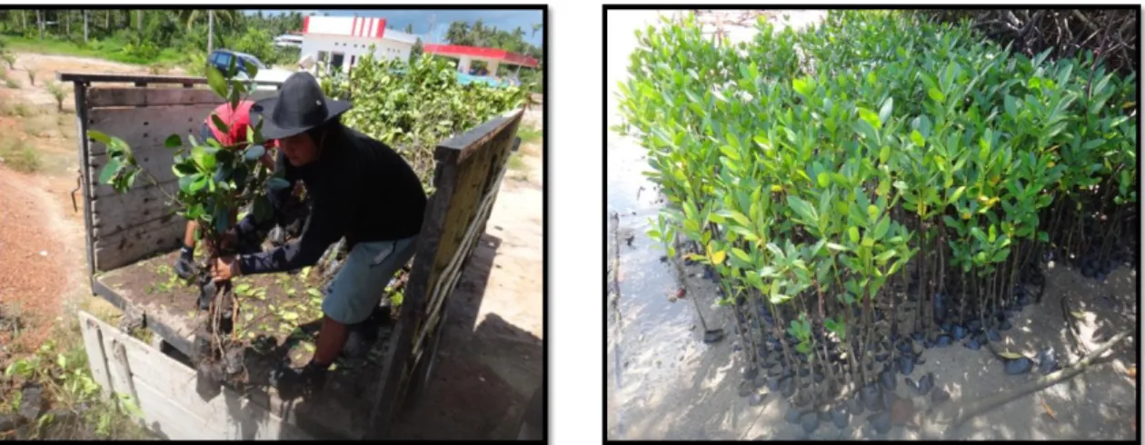 Gambar 3a. Pengangkutan Bibit Mangrove       Gambar 3b. Persemaian Bibit Mangrove                          di Lokasi Penanaman                                          ke Lokasi Penanaman 