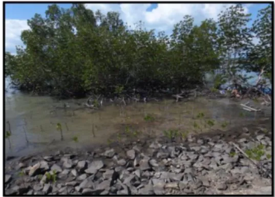 Gambar 4c. Kondisi Mangrove di Desa Tukak 