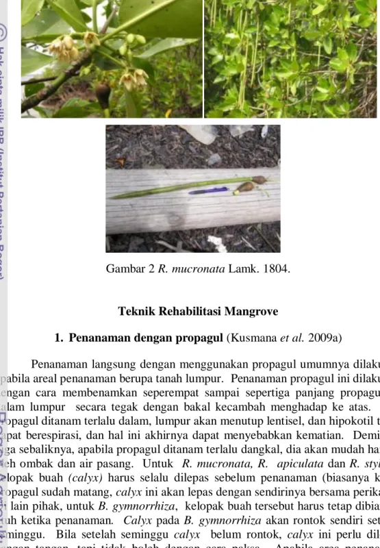 Gambar 2 R. mucronata Lamk. 1804. 