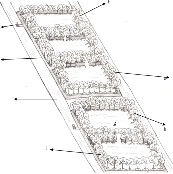 Gambar 6. Model tambak yang digunakan di DesaTanjung Rejo : (a) pintu air, (b)  mangrove, (c) pipa paralon, (d) bedengan, (e) R.mucronata, (f) paluh  (aliran sungai), (g) tambak, (i) R.apiculata 