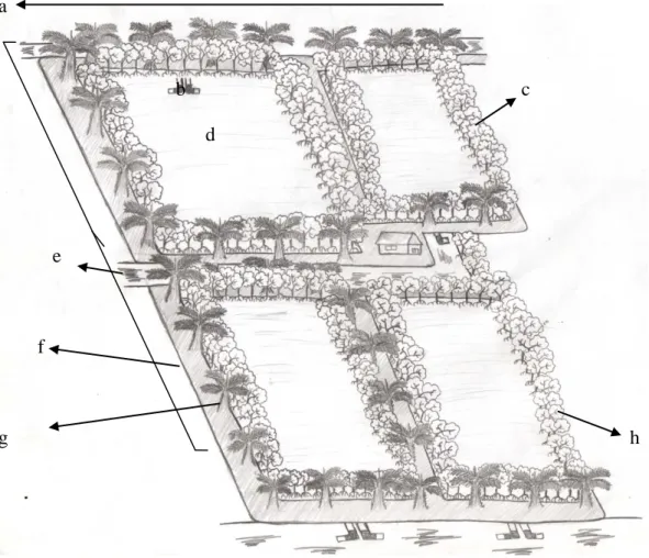 Gambar 7. Model tambak yang digunakan di Desa Paluh Manan : (a) jalan desa,  (b) pipa paralon, (c) R.mucronata, (d) tambak, (e) paluh (aliran  sungai), (f) bedengan, (g) kelapa sawit, (h) R.stylosa