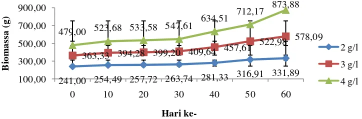 Gambar 1 Perkembangan bobot rata-rata elver ikan sidat sidat Anguilla  marmorata  selama 60 hari masa pemeliharaan pada perlakuan (♦) 2 g/L, (■) 3g/L, dan (▲) 4g/L